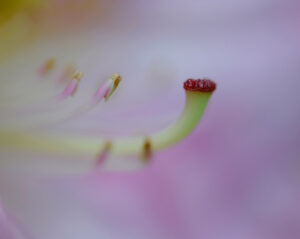 _DSC0495crop-&-adjustWEB