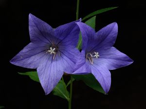 balloon-flower7310047adjustWEB