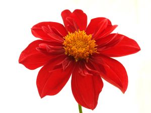 bay-state-monarchA105517adjustWEB