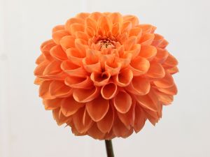 bristol-tangerine9101562adjust2WEB