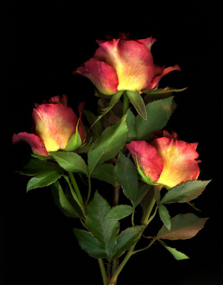 img-new-scan2119adjustWEB