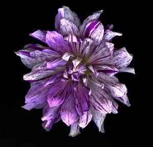 img-new-scan2157adjustWEB