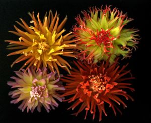 img-new-scan2158adjustWEB