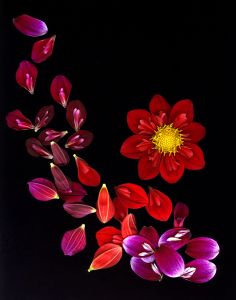 img-new-scan2186adjustWEB