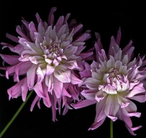 img-new-scan2196adjustWEB