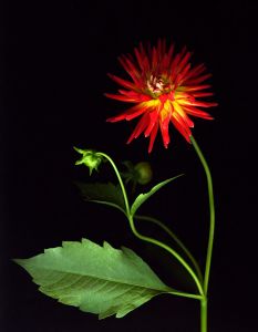 img-new-scan2207adjustWEB