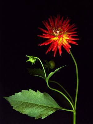 img-new-scan2207adjustWEB