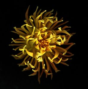 img-new-scan2226adjustWEB