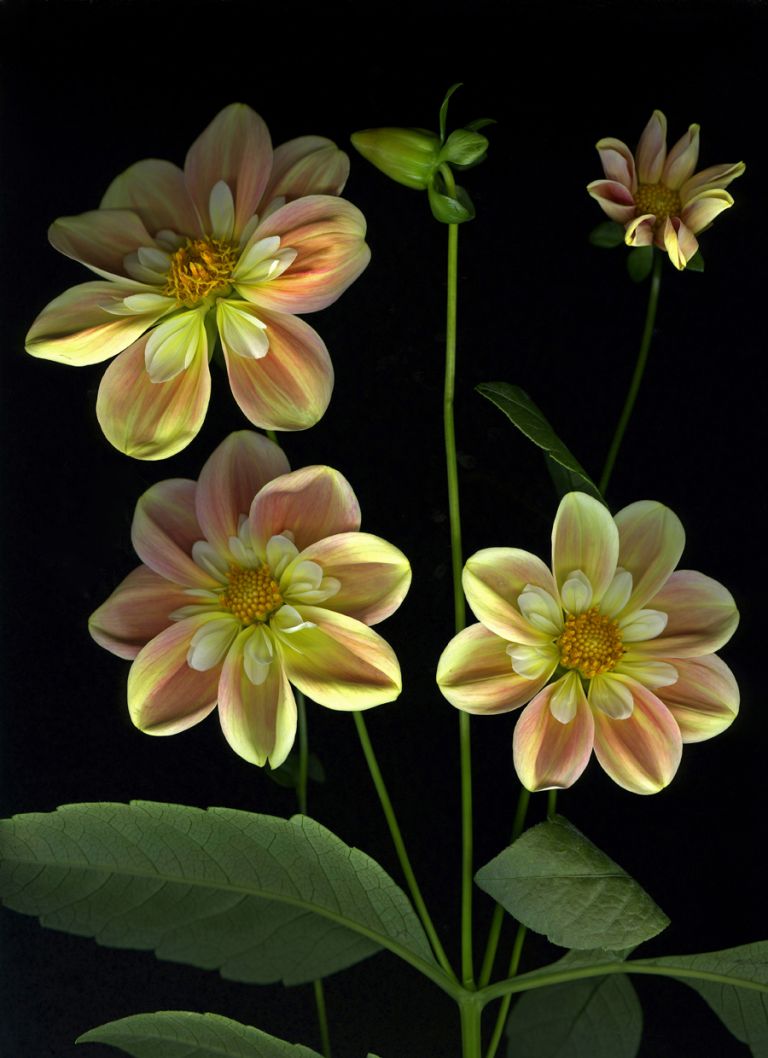 img-new-scan2239adjustWEB