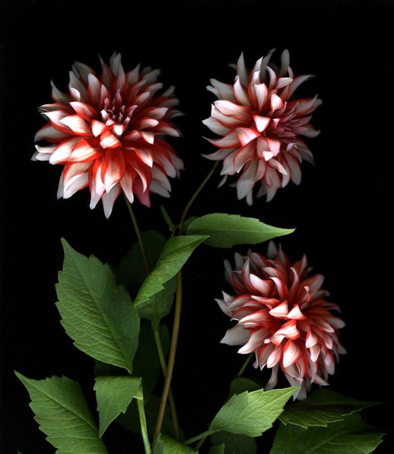 img-new-scan2244adjustWEB