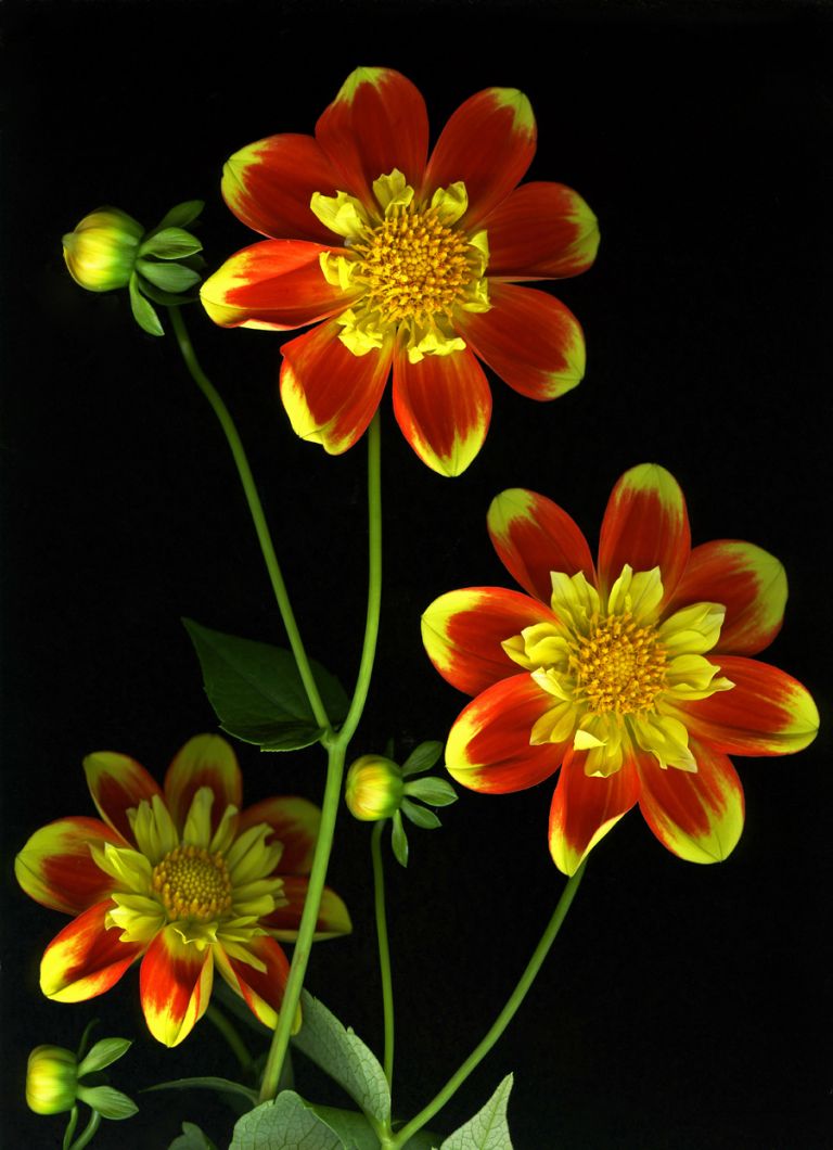 img-new-scan2248adjustWEB