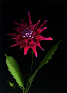 img-new-scan2251adjustWEB