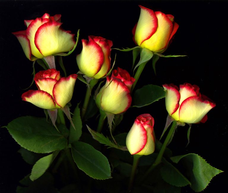 img-new-scan2289adjustWEB