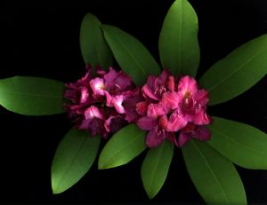 img new scan2338adjustWEB