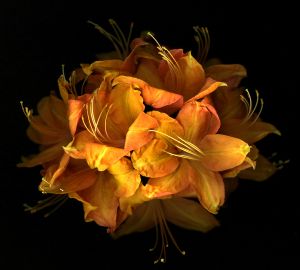 img-new-scan2372adjustWEB