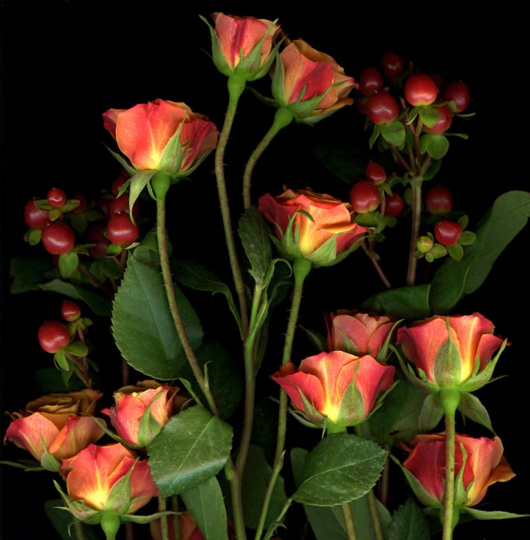 img-new-scan2380adjust+crop2WEB