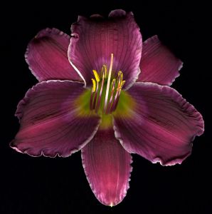 img new scan2399adjust+web