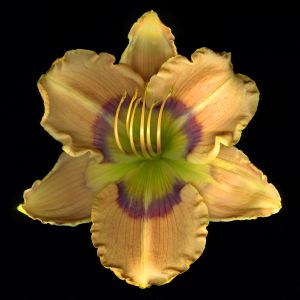 img new scan2439adjust+web