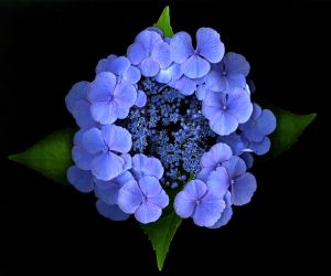 img new scan2463rotateWEB