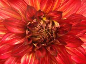 lady-darlene9110788WEB