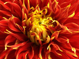 show-and-tell9101529WEB