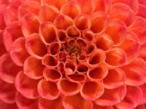 snoho-doris9110816adjustWEB