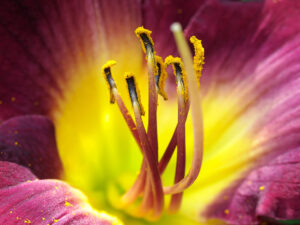 strutters-ball7061164adjustWEB