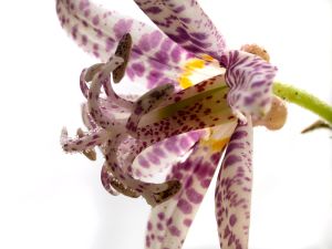 Toad Lily
